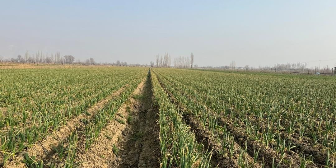 Ставка на чеснок и лук: в Араване проверили состояние прибыльных посевов