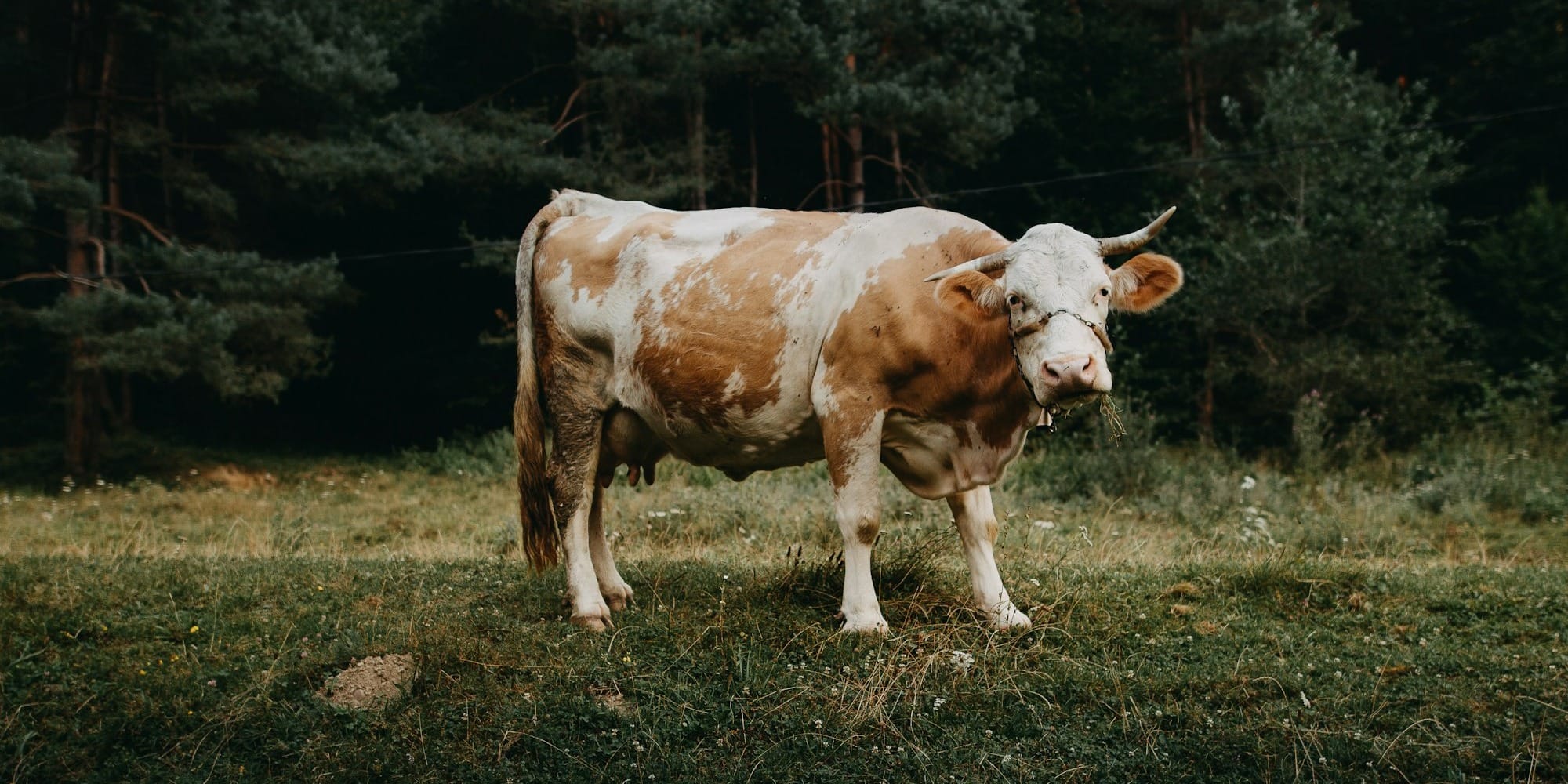 Власти КР собираются продлить запрет на вывоз скота — какова аргументация