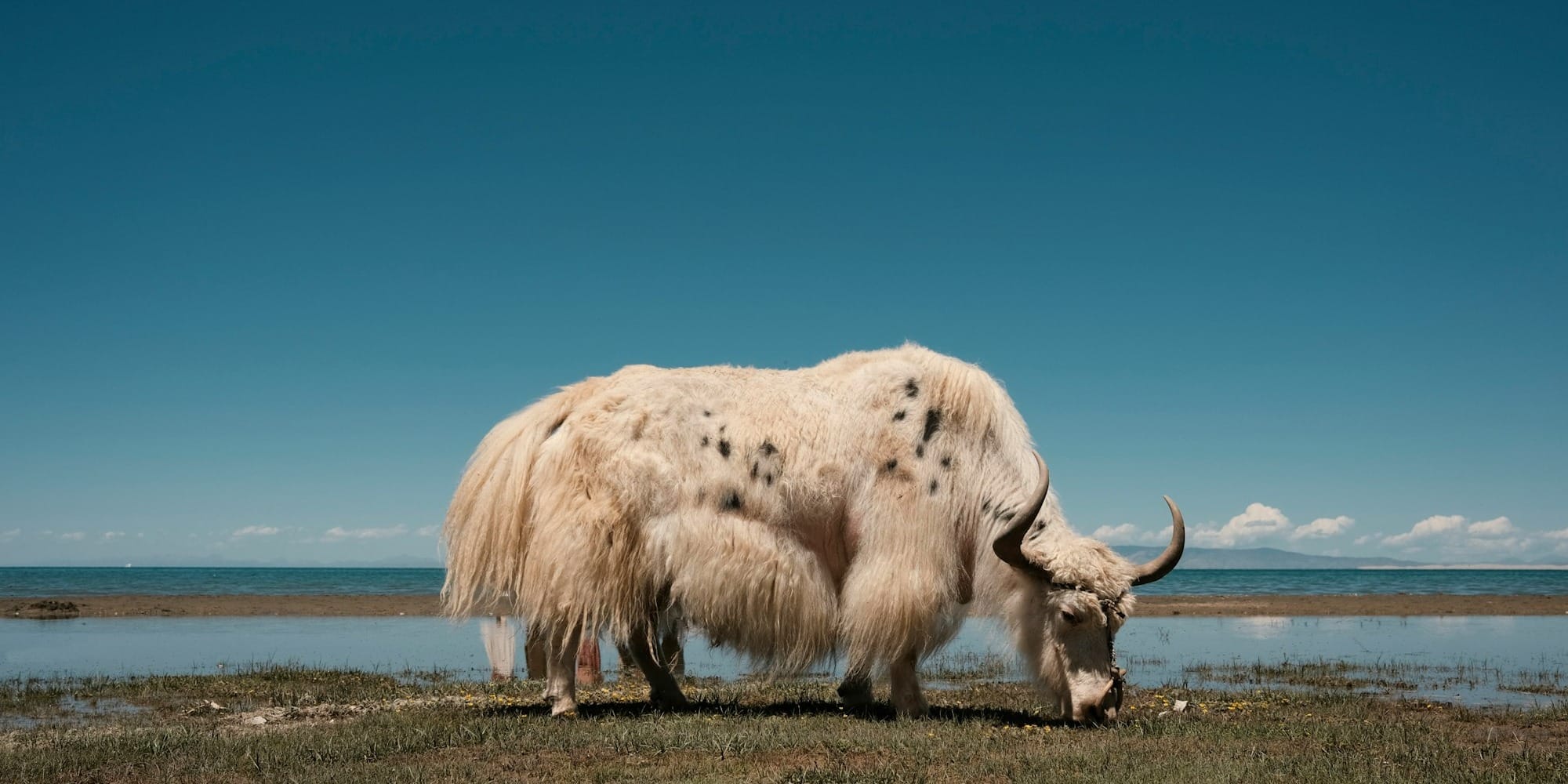 Животноводство на высоте: как як может вытянуть сельское хозяйство КР на новый уровень?