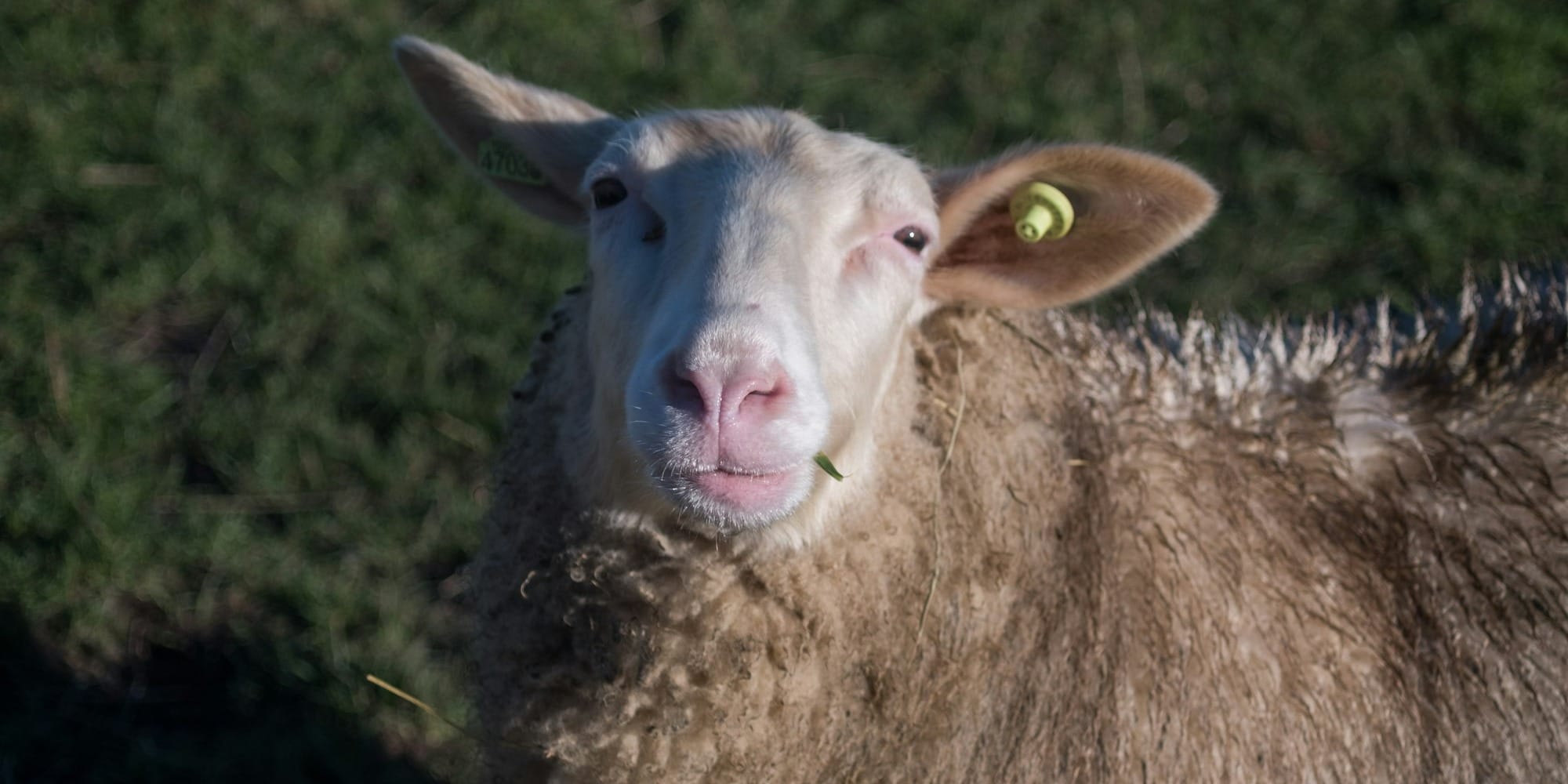 Частный сектор vs государство: кто обеспечивает Кыргызстан мясом?