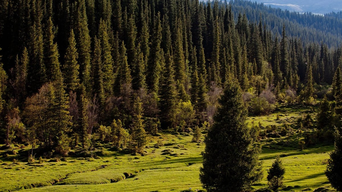 В Кыргызстане восстановят 2500 га лесов за 81 млн сомов