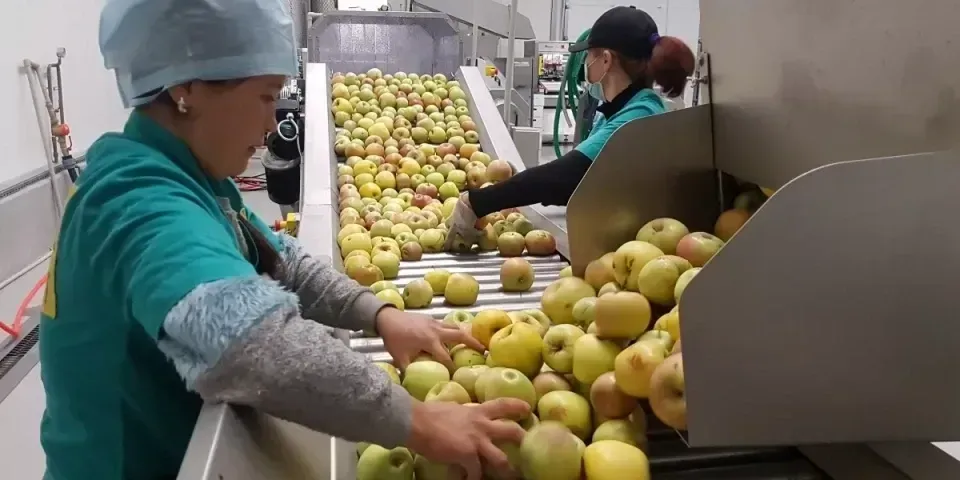 Регионы переработки: где в КР откроют 75 новых предприятий в 2026 году