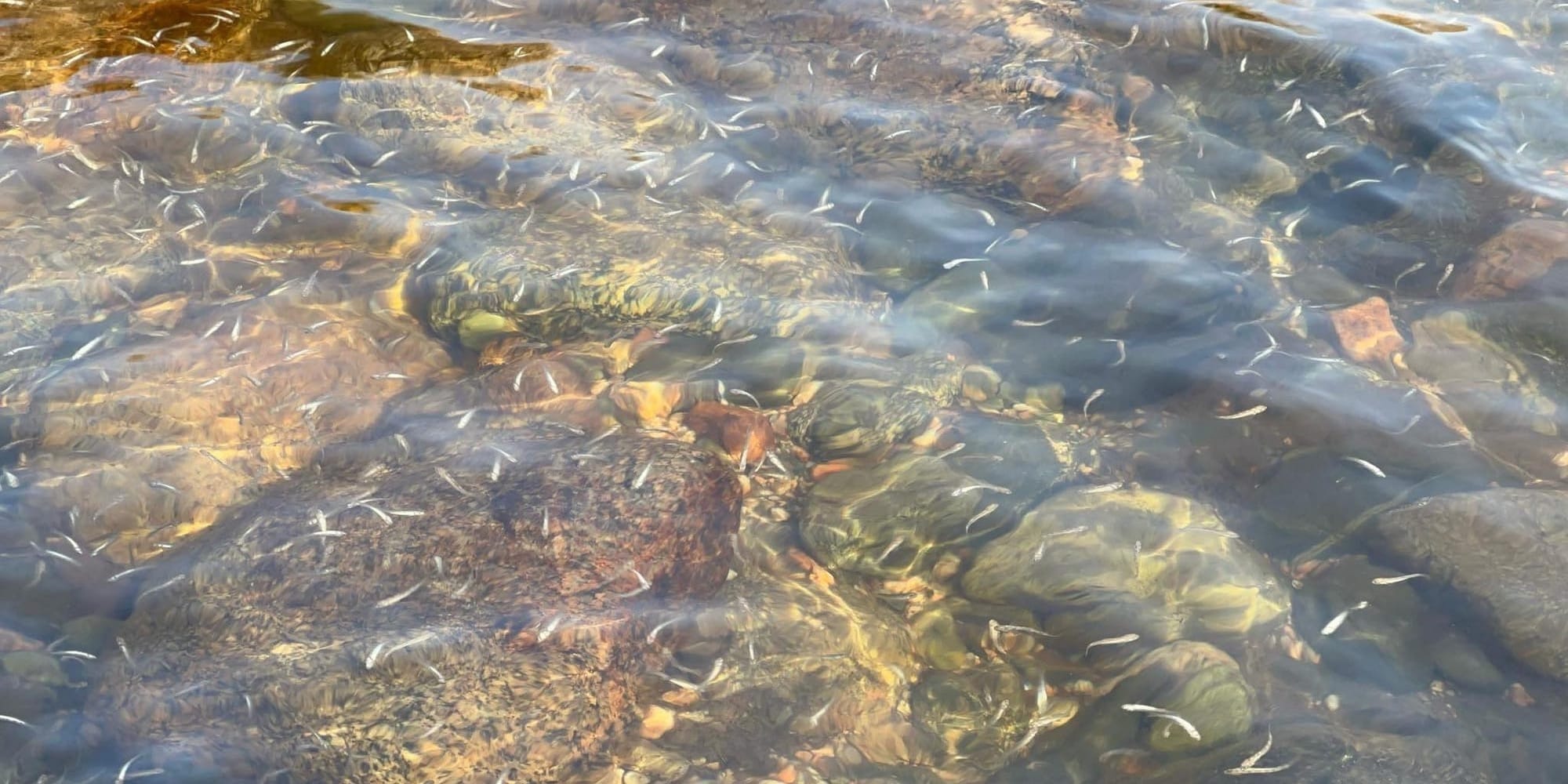 Более 580 тысяч мальков форели выпустили в девять рек Иссык-Кульской области