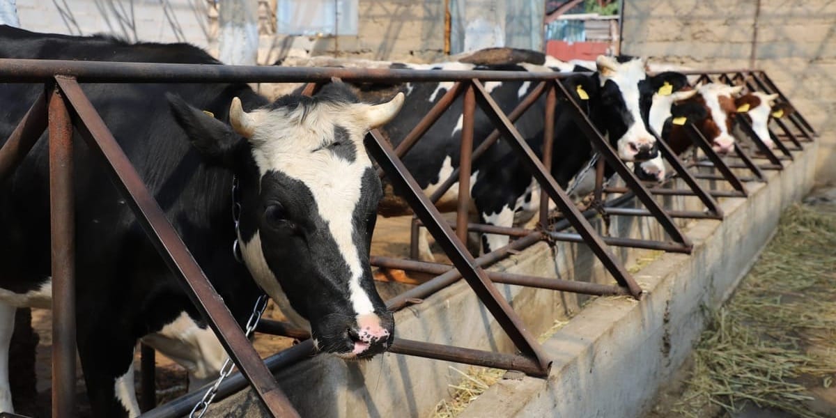 Глава Минсельхоза призвал фермеров не скрывать количество скота во время сельхозпереписи