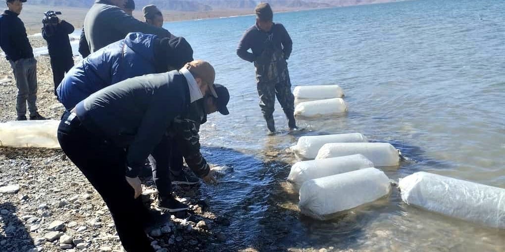 В Иссык-Куль выпустили 3 млн мальков сига-лудоги: итоги весеннего зарыбления 2026