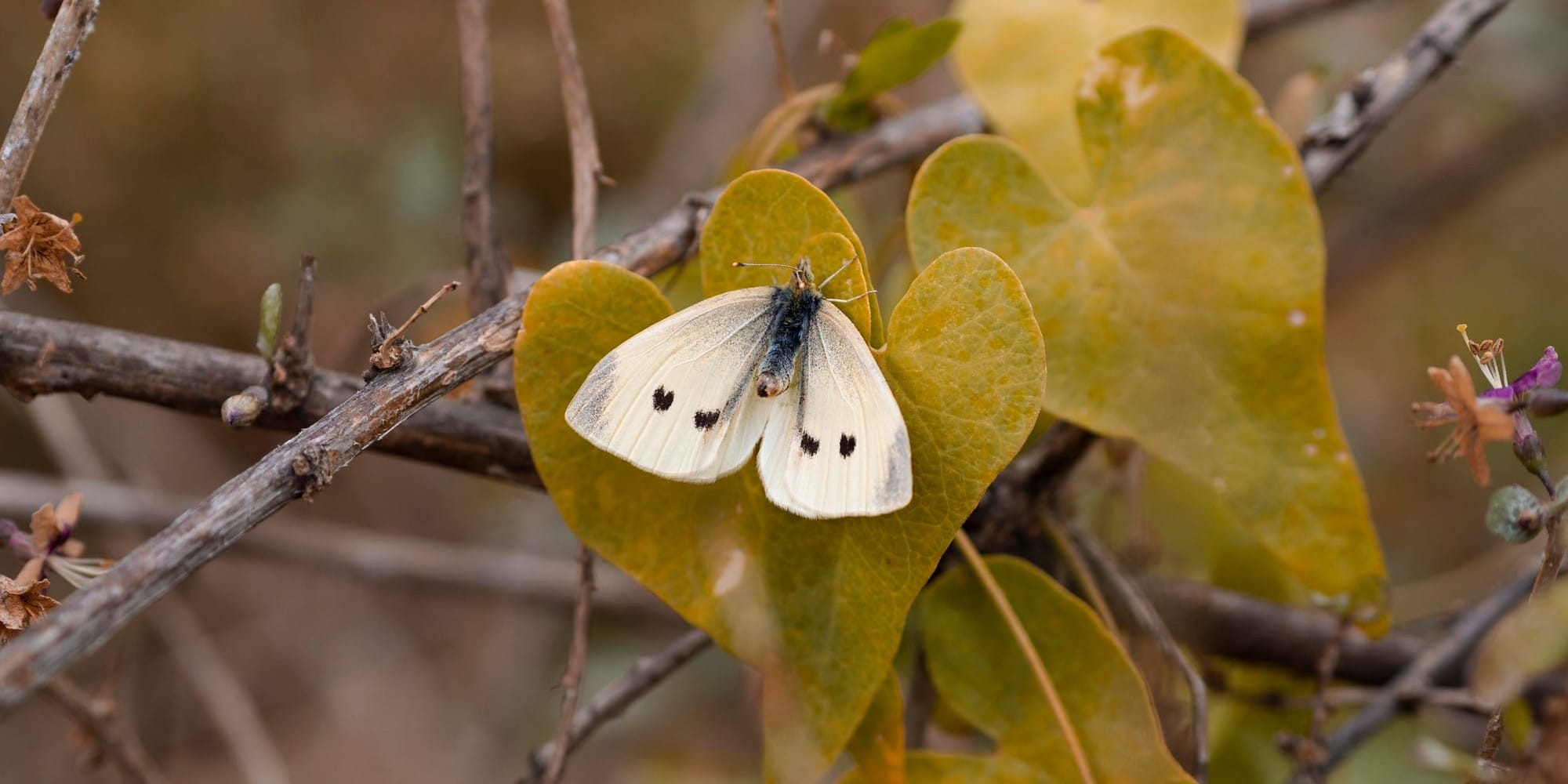 «Шелковая революция»: как Узбекистан занимает новую нишу на мировом рынке