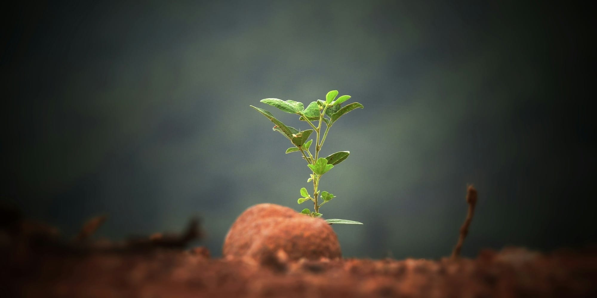 На посту «Кызыл-Кыя» развернули 80 тысяч саженцев из Узбекистана