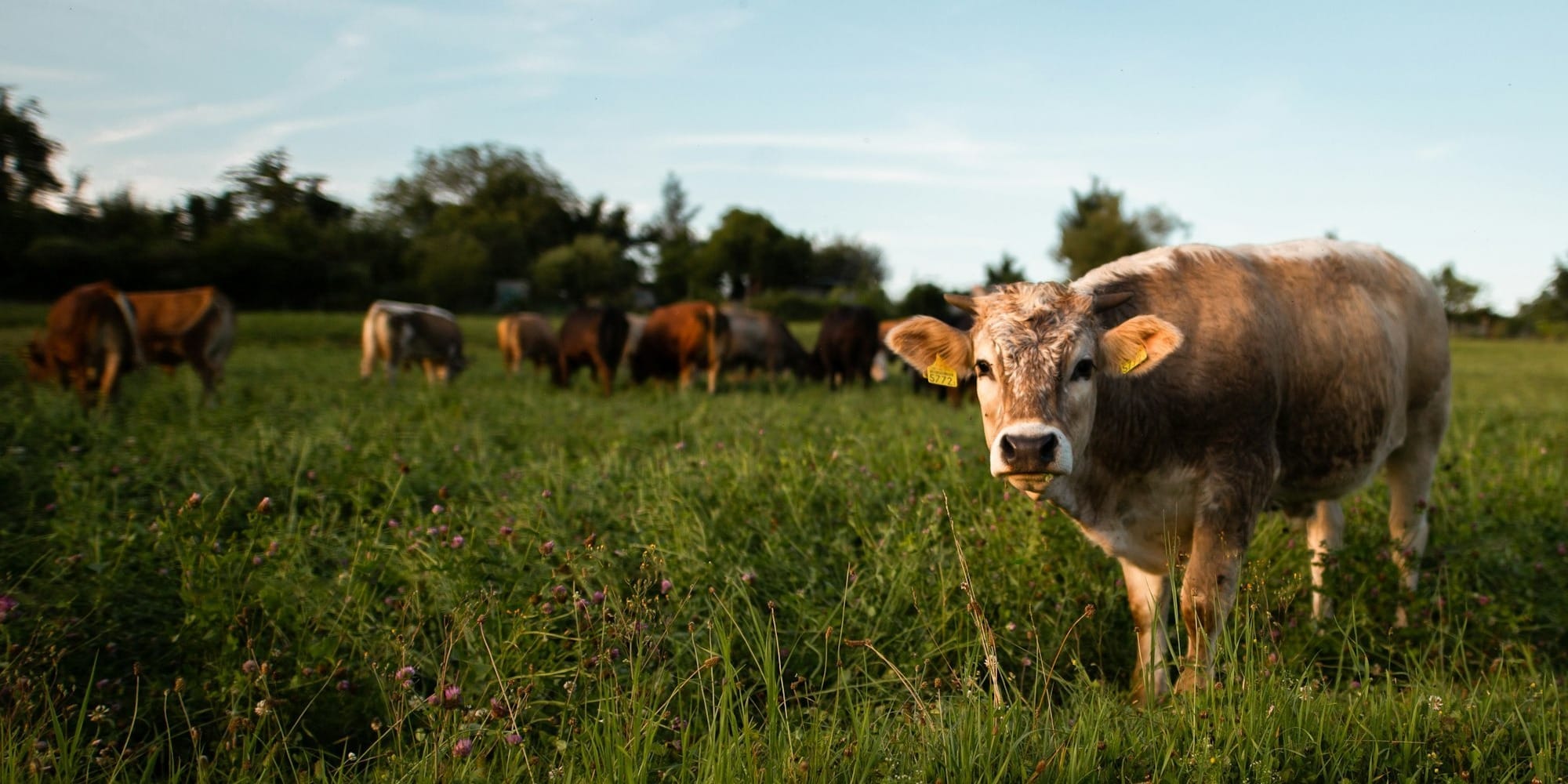 Казахстан приостановил ввоз мяса и скота из России