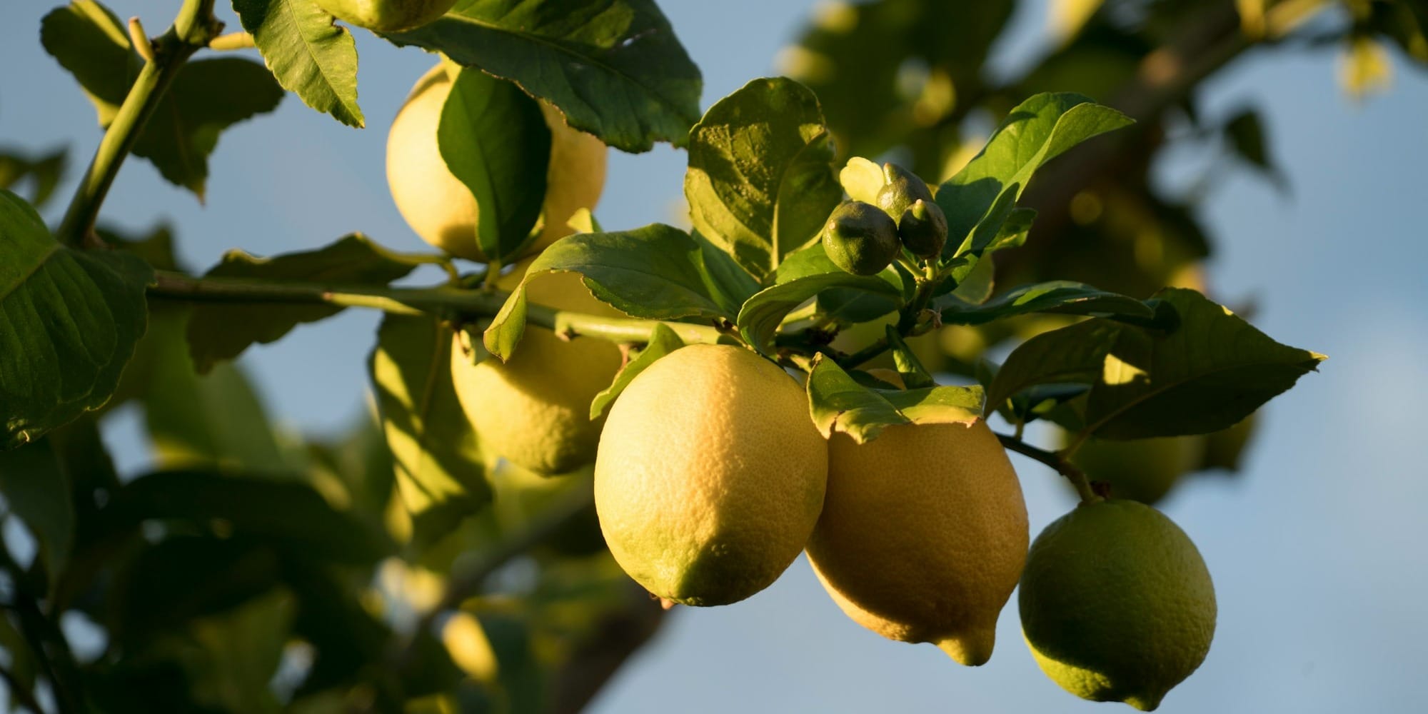 yellow round fruits on tree during daytime