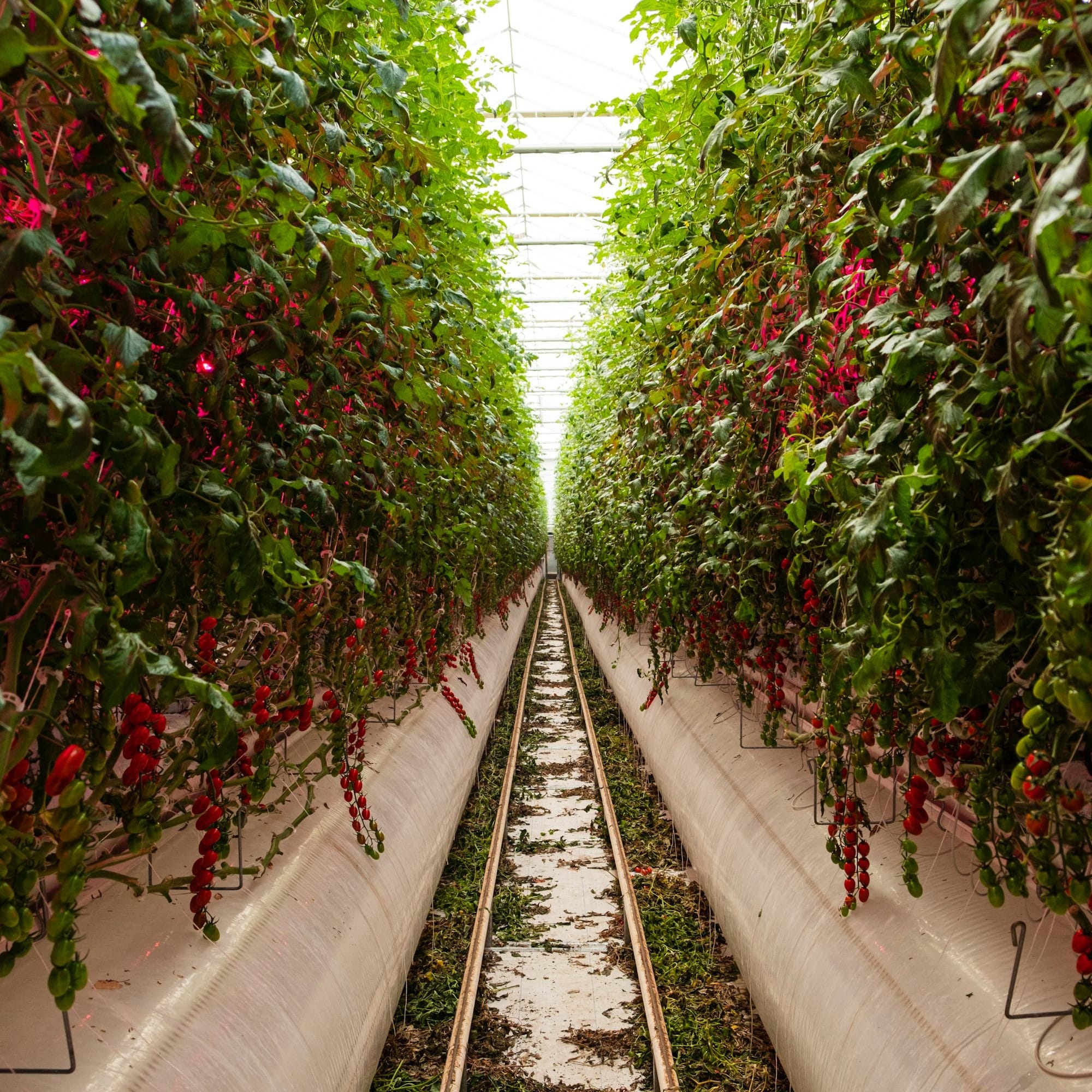 a long row of plants growing in a greenhouse