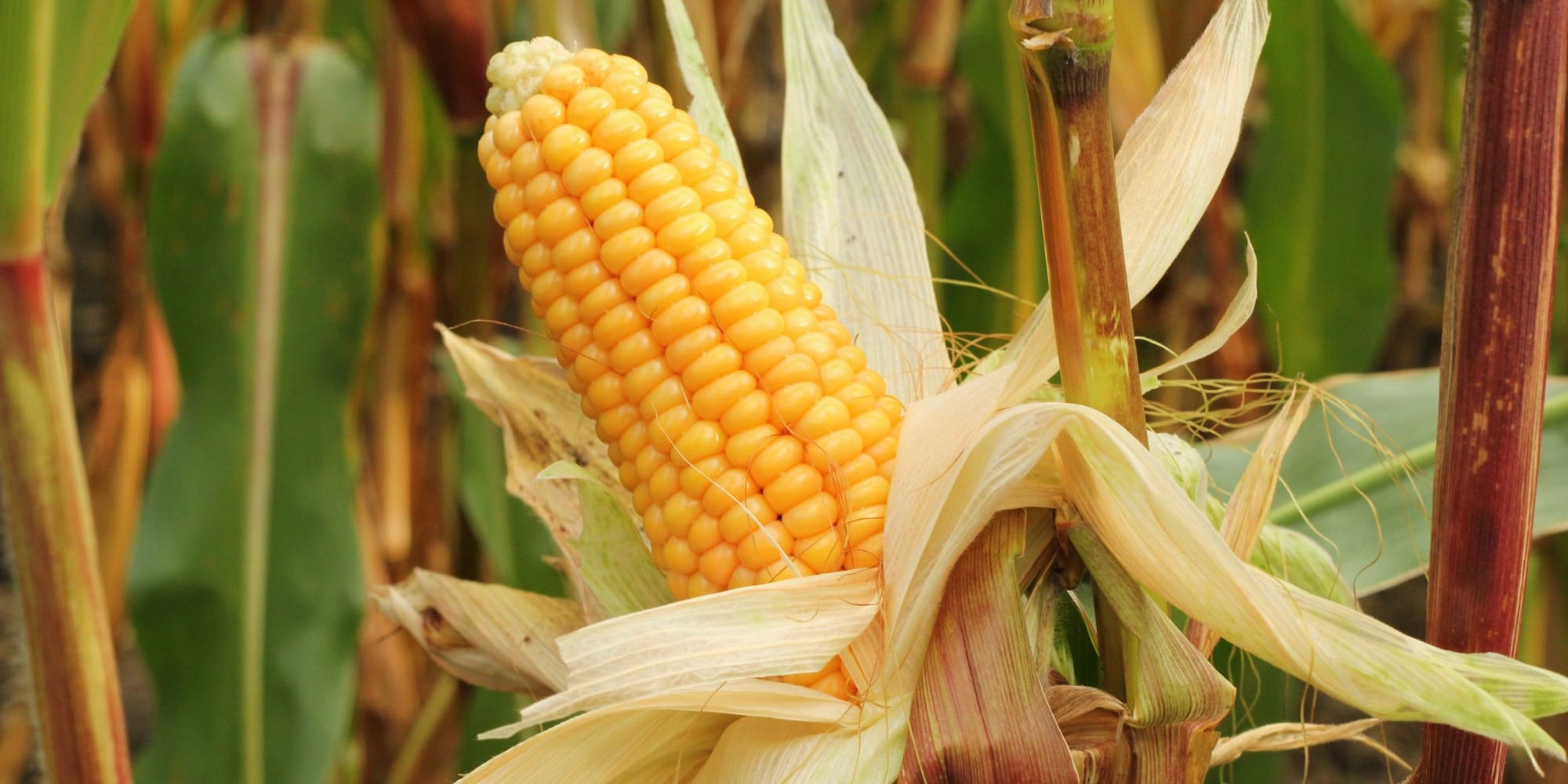 Кыргызстан отправил первую партию кукурузы в Китай — 25 тонн