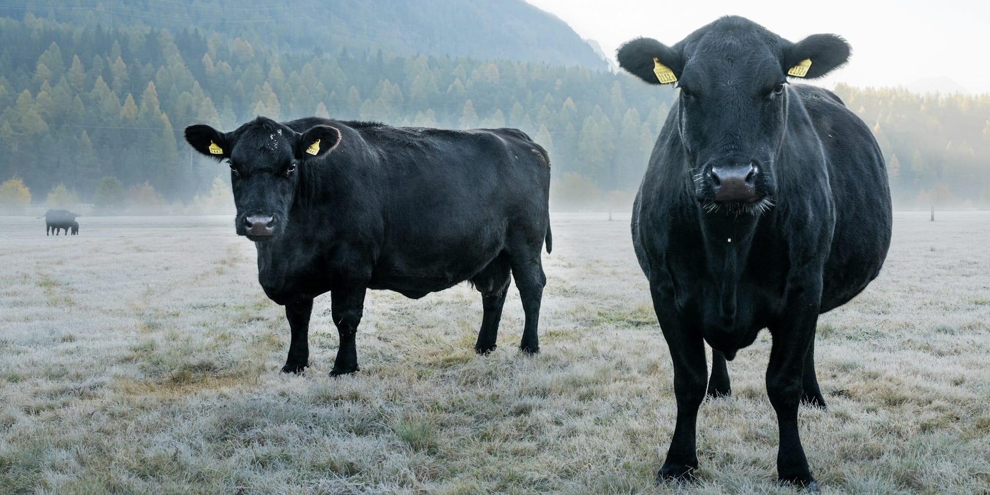 «Кыргыз Агрохолдинг» потратит 72.6 млн сомов на закупку 500 бычков