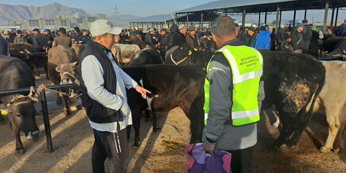 Ветслужба провела масштабную дезинфекцию скотного рынка в Караколе