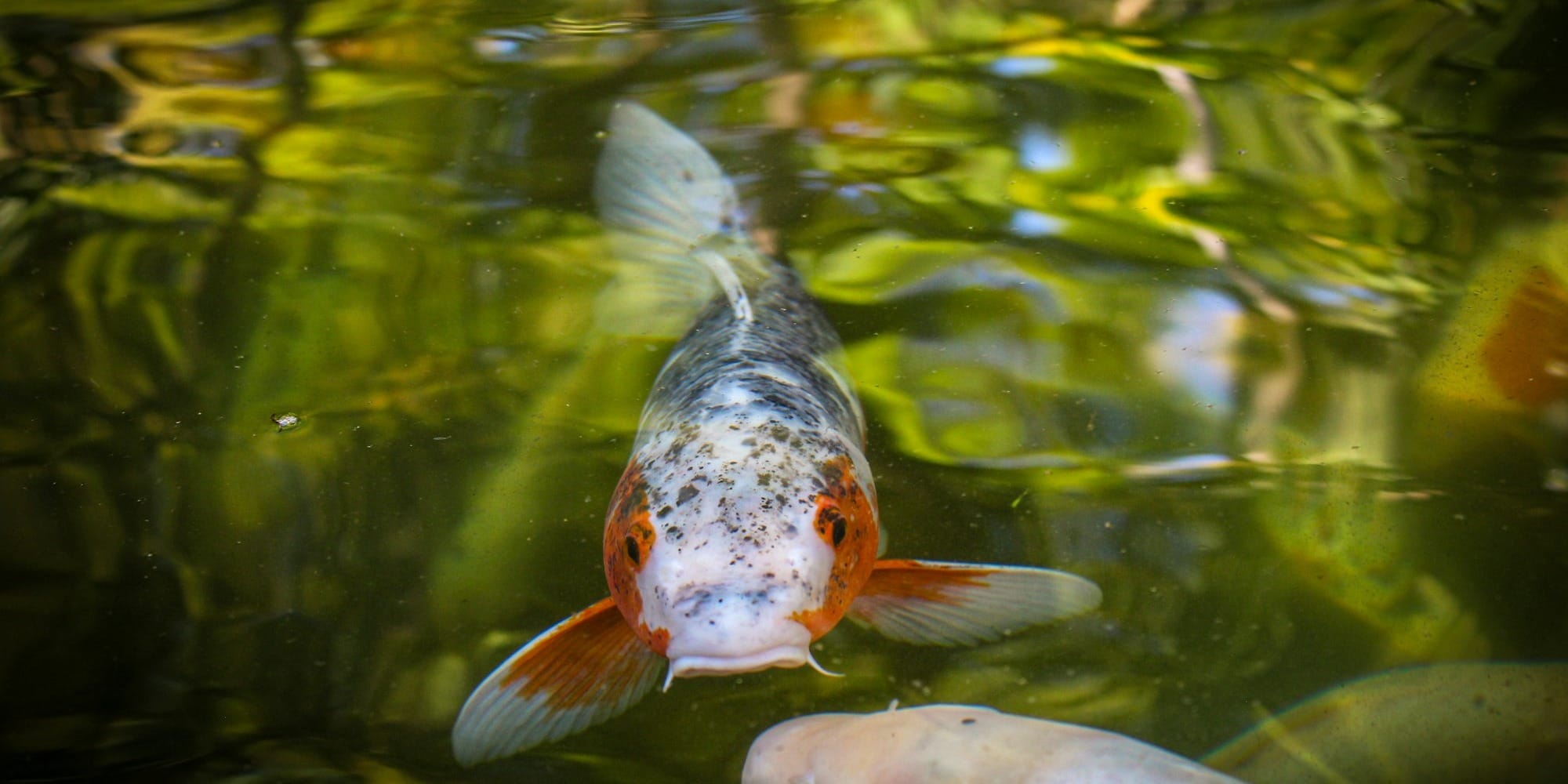 Рыбалка в один клик: в Кыргызстане цифровизировали вылов ценных видов рыб