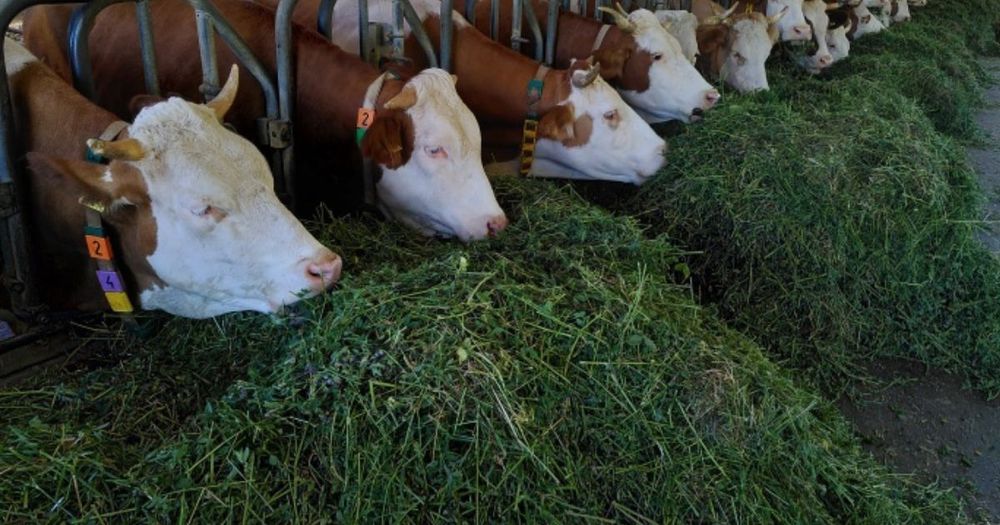 Минсельхоз предложил ввести запрет на вывоз кормов для скота - не успевают подготовиться к зиме изображение публикации