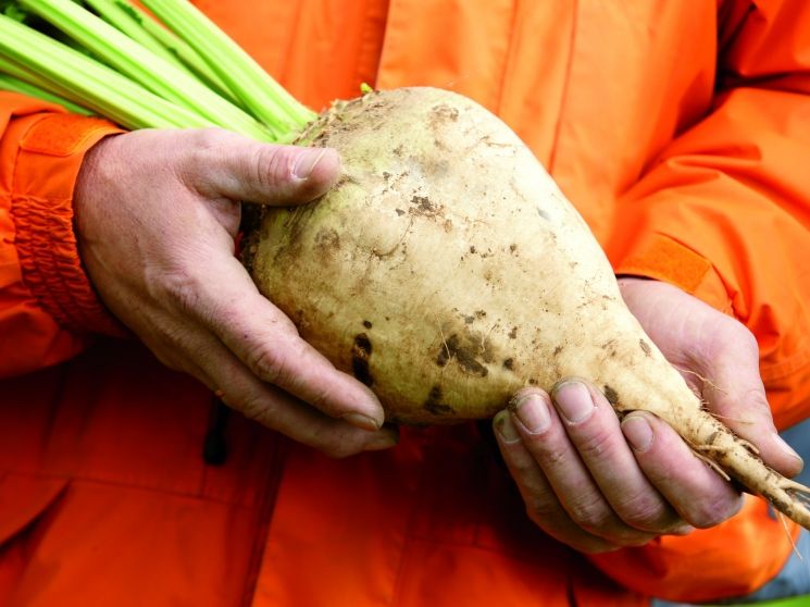 Закупочные цены на сахарную свеклу выросли на 58% — Госантимонополия изображение публикации