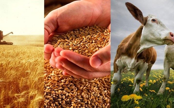 Государство выделило на развитие сельского хозяйства 5.6 млрд сомов за полгода изображение публикации