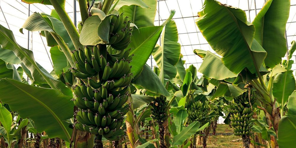 Турки будут выращивать бананы в Казахстане изображение публикации