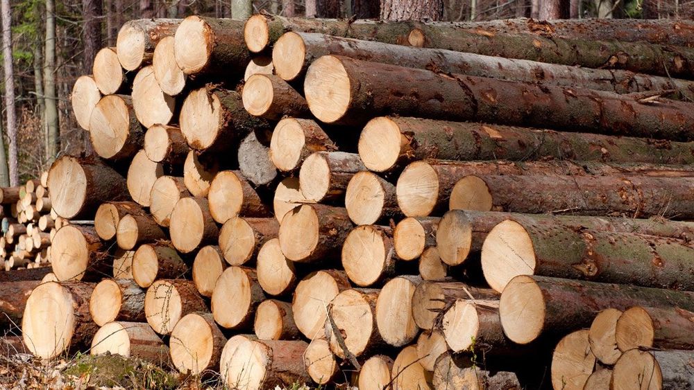 Кыргызстан продлил запрет на экспорт древесины и лесоматериалов изображение публикации