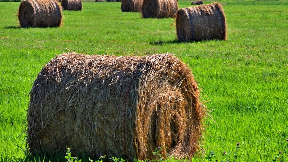 Минсельхоз предложил антикризисные меры по обеспечению кормами изображение публикации