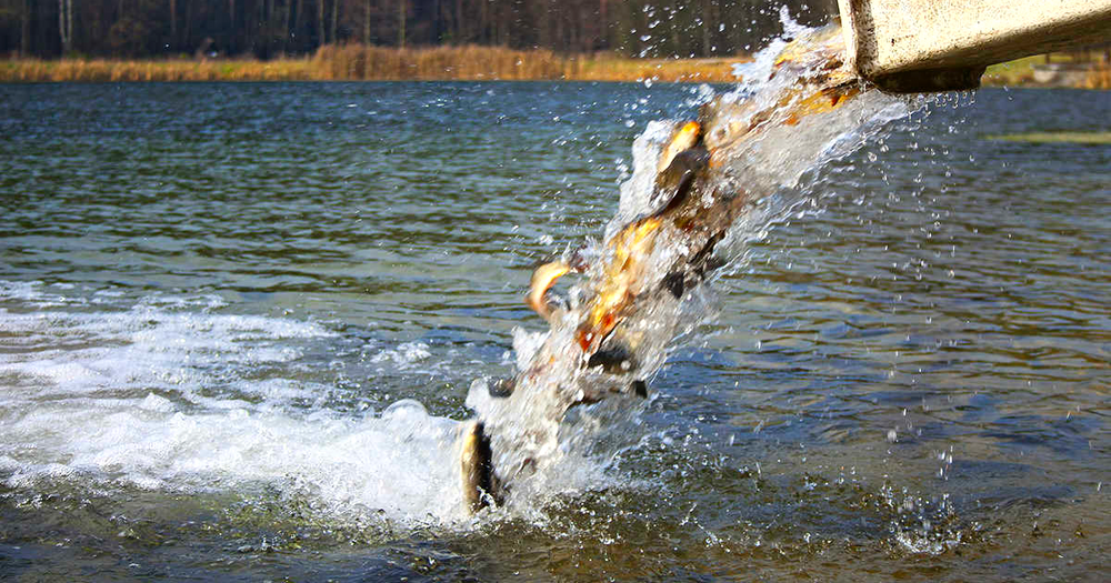 В озеро Иссык-Куль выпустили 90 тысяч штук рыб изображение публикации