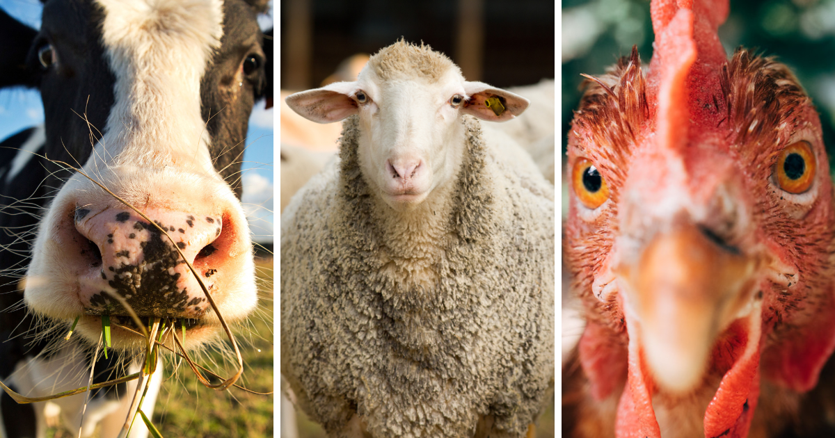 Минсельхоз хочет выплачивать госдотации животноводам, разводящим скот элитных пород изображение публикации