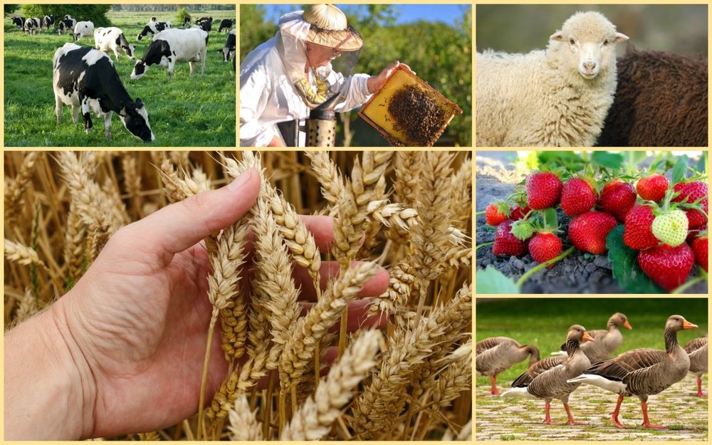 Государство выделит 17 млрд сомов на агропромышленные кластеры изображение публикации