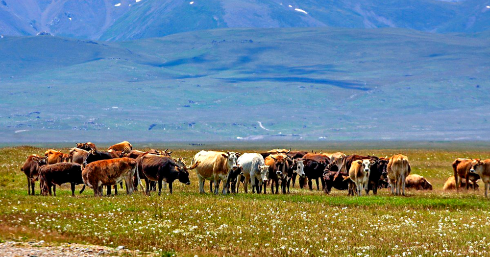 Государство выделило 26.5 млн сомов на улучшение состояния пастбищ изображение публикации