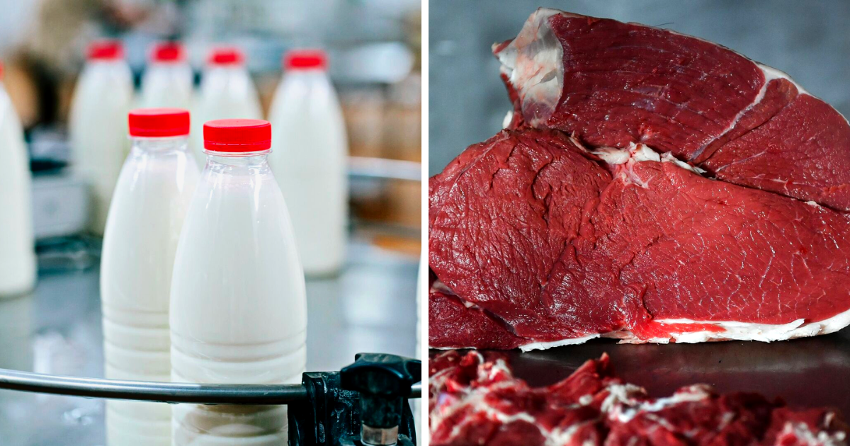 В Кыргызстане запустят агрокластеры по молоку и мясу для привлечения в эти области инвестиций изображение публикации