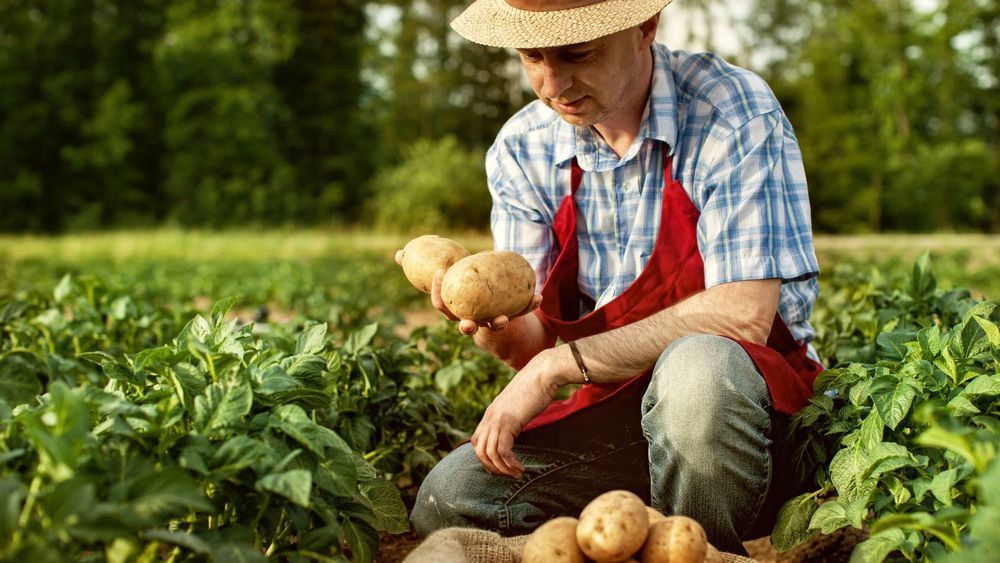 Фермерам Кыргызстана выдали 3.3 млрд сомов в виде кредитов изображение публикации