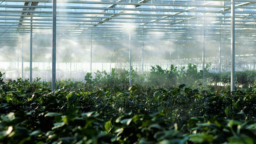 Турецкая компания построит в Шымкенте тепличный комплекс - он станет самым крупным в Казахстане изображение публикации