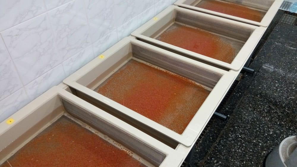 100 тысяч икринок форели-гегаркуни вырастят для озера Иссык-Куль изображение публикации