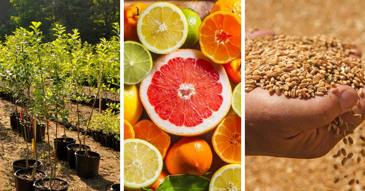 С начала года импорт подкарантинной сельхозпродукции в КР составил 838 тысяч тонн – Минсельхоз изображение публикации