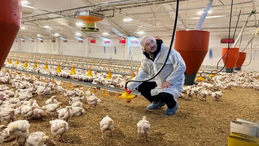 Власти КР выделили 102 гектара земли двум птицефабрикам на Иссык-Куле изображение публикации