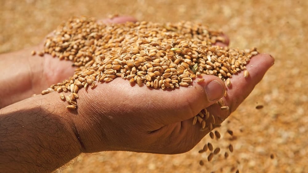 В Кыргызстане закончили уборку зерна - из-за засухи урожайность снизился почти на 28% изображение публикации