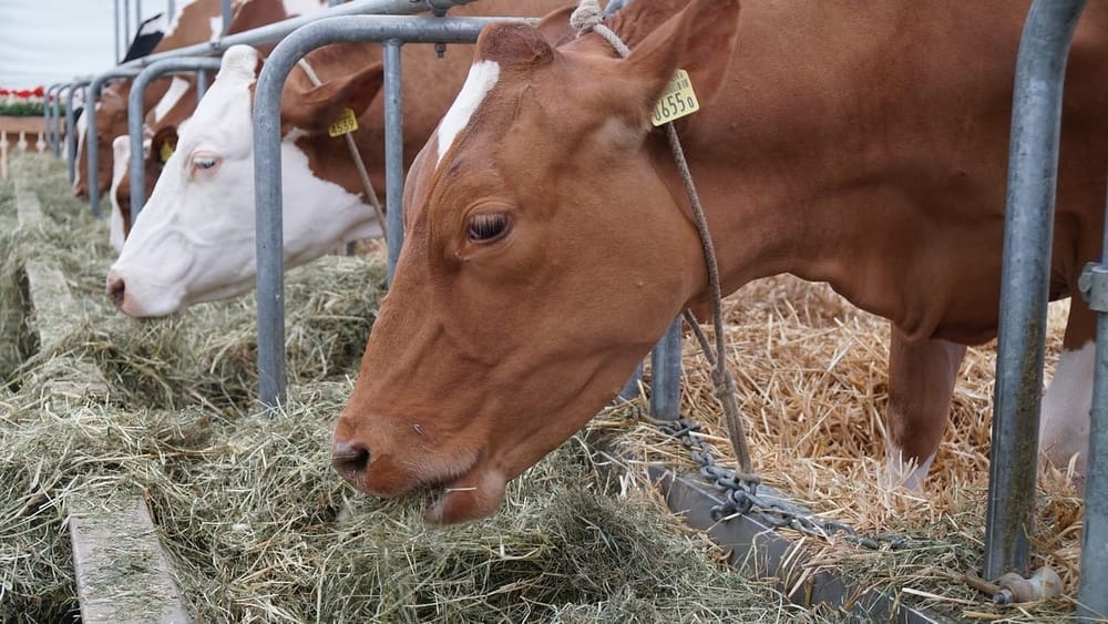 В 2023 году Кыргызстан столкнулся с дефицитом корма – в стране произведено на 20% меньше требуемого объема изображение публикации