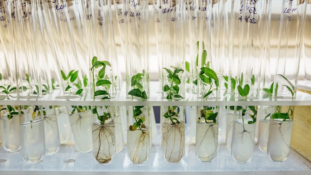 Кыргызстан планирует производить в биолаборатории безвирусные саженцы – на это заложено 60 млн сомов изображение публикации