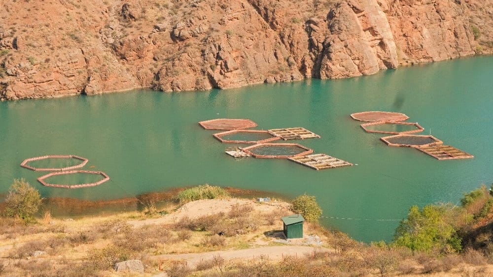 В этом году в Кыргызстане произведено 33 тысячи тонн рыбы и рыбной продукции изображение публикации