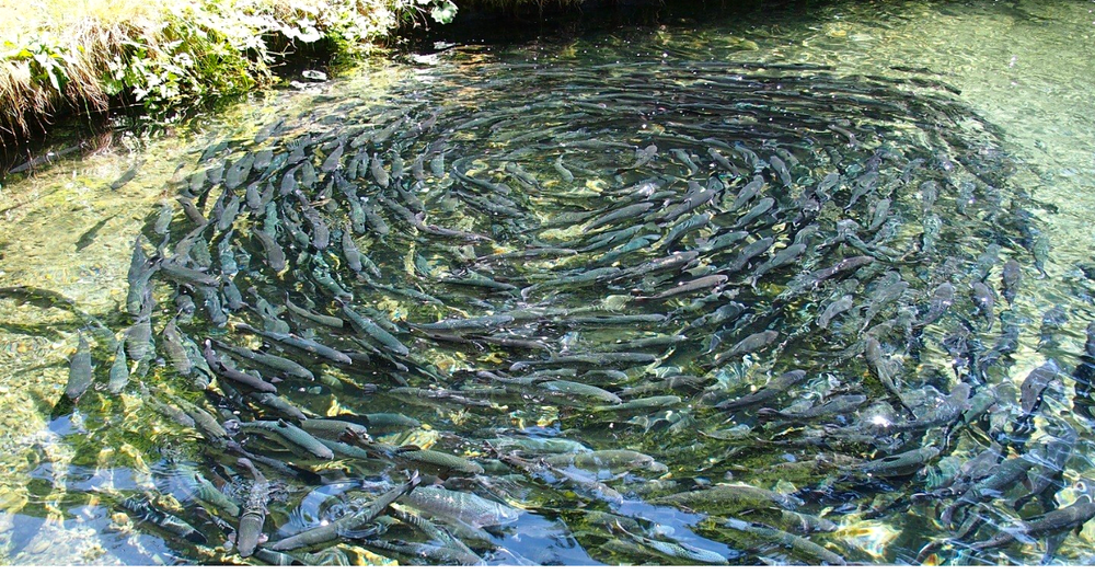 Частная компания открыла в Чуйской области крупные рыбные хозяйства и заводы изображение публикации