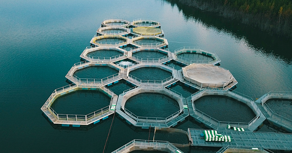 Государство отдало в пользование шесть участков водоемов – в том числе компаниям с иностранным участием изображение публикации