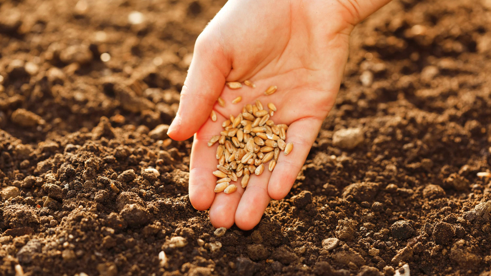 Сколько семян выделили фермерам весной 2023 года? Ответ Минсельхоза изображение публикации