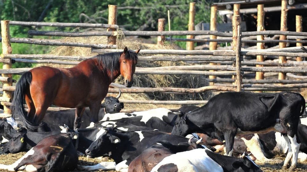 Какие проекты реализует Ветеринарная служба совместно с международными организациями — список изображение публикации