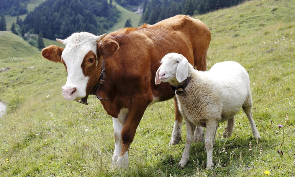 Кыргызстан экспортировал 195.4 тысячи голов скота в прошлом году изображение публикации