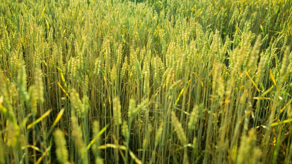 Минсельхоз планирует закупить семена пастбищных трав на 60 млн сомов изображение публикации