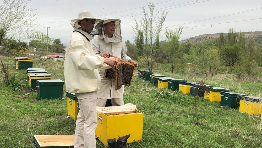 Как Кайрат экспортирует до 50 тонн меда в год – интервью с пчеловодом из КР изображение публикации