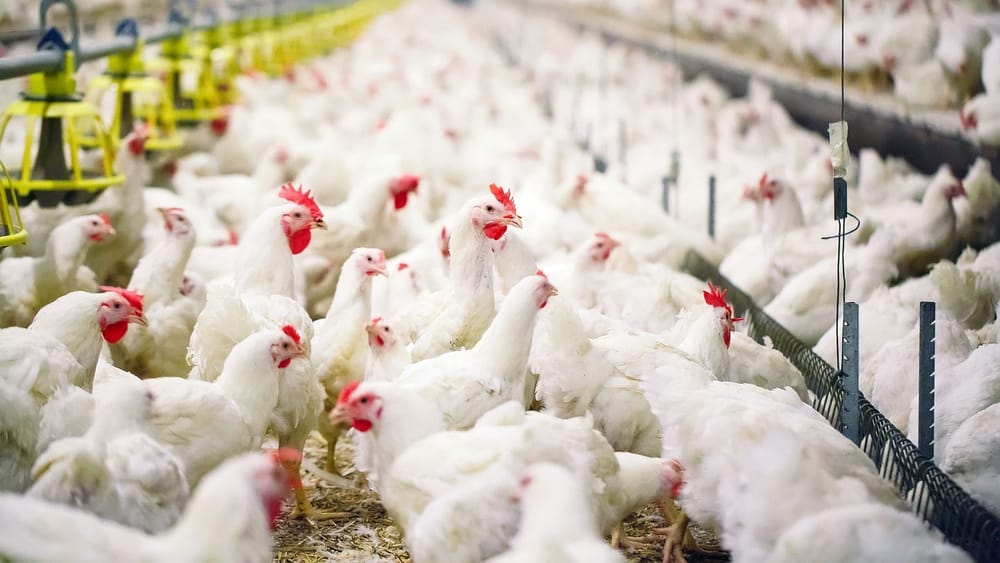 Пришло время развивать в Кыргызстане птицеводство – Бакыт Торобаев изображение публикации