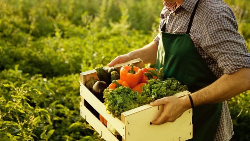 Экспорт сельхозпродукции КР составляет около $40 млрд в год – Бакыт Торобаев изображение публикации