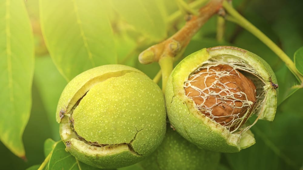 Кыргызстан будет экспортировать 400 тонн грецких орехов в Турцию изображение публикации