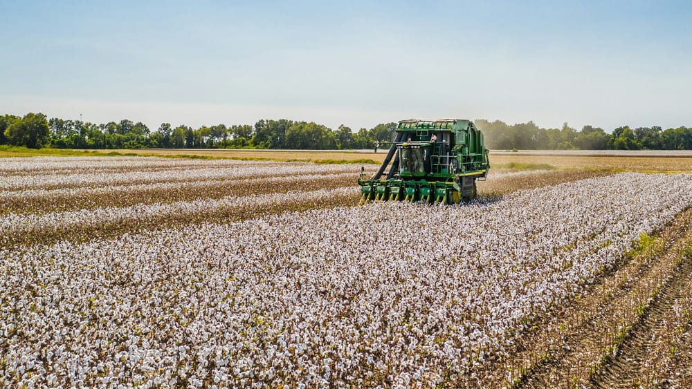 Узбекистан наращивает производство хлопка — в 2023 году в сектор инвестировано 14.1 трлн сумов изображение публикации