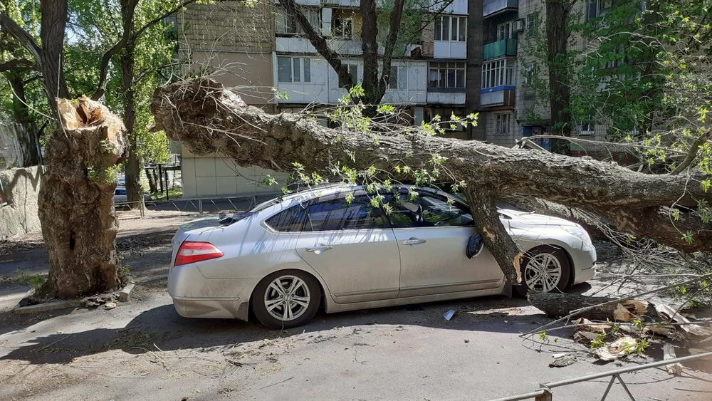 Что делать, если на вашу машину упало дерево? Советы мэрии Бишкека изображение публикации